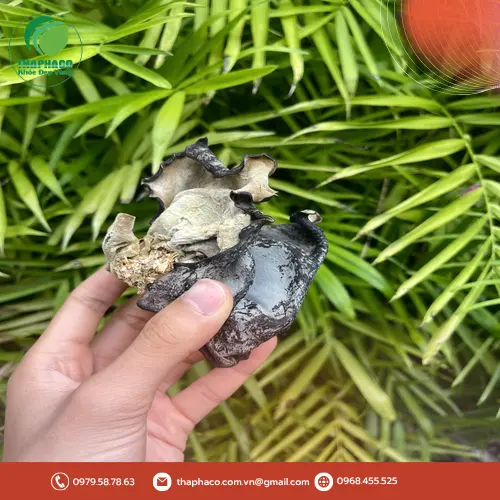 Rửa sạch mộc nhĩ dưới vòi nước