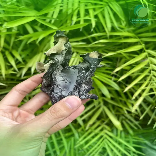 Lưu ý khi sử dụng mộc nhĩ