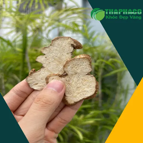 Hướng dẫn cách dùng Bạch Truật và các dạng bào chế