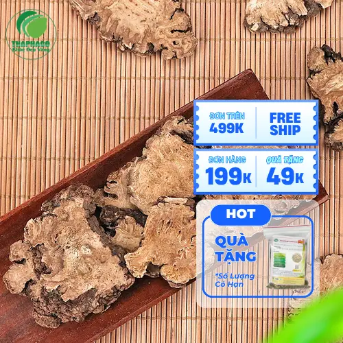 Lưu ý khi sử dụng Bạch Truật cùng thuốc Tây y