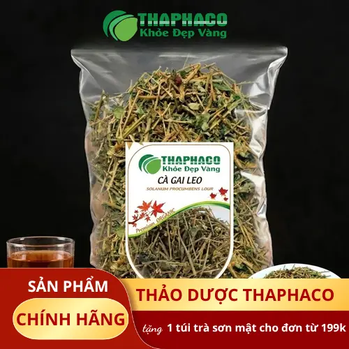 Hình ảnh cây cà gai leo tươi xanh