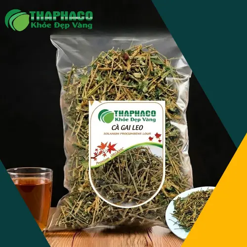Hình ảnh cây cà gai leo với thân, lá và quả đỏ