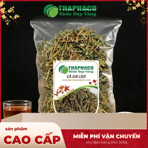 Cây Cà Gai Leo tươi và đặc điểm nhận dạng