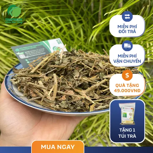 Cây cà gai leo tươi và đặc điểm nhận biết