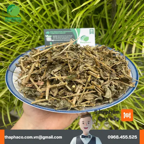 Hình ảnh cây cà gai leo với thân leo, lá và quả