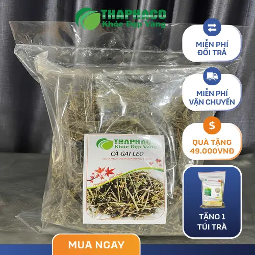 Nước sắc từ cà gai leo khô hỗ trợ gan