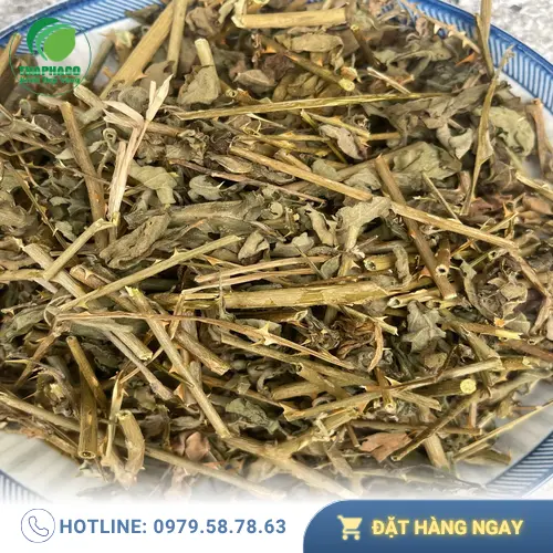 Quy trình kiểm soát chất lượng Cà Gai Leo tại THAPHACO