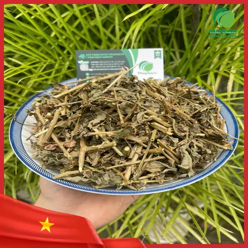 Pha trà cà gai leo khô hỗ trợ men gan