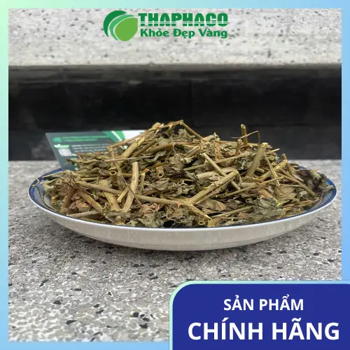 Cà gai leo tươi sau khi thu hoạch