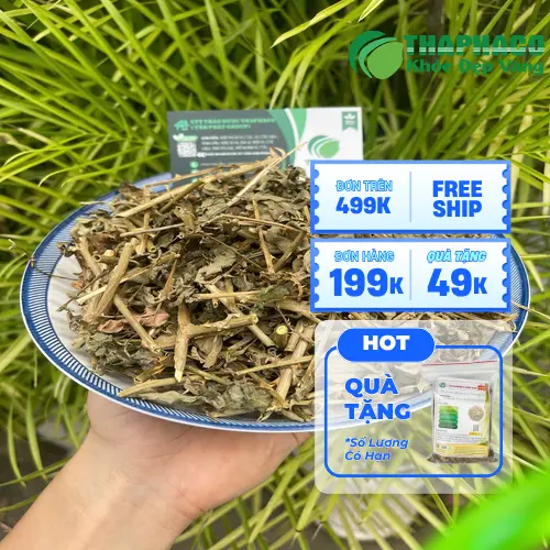 Cà Gai Leo sấy khô đóng gói tiện lợi tại THAPHACO