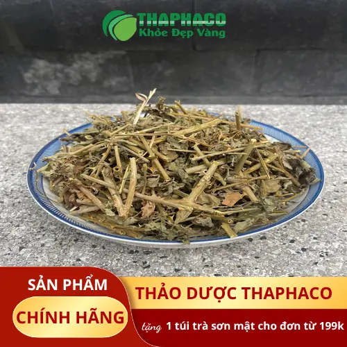 Chọn cà gai leo khô chất lượng cho sức khỏe gan