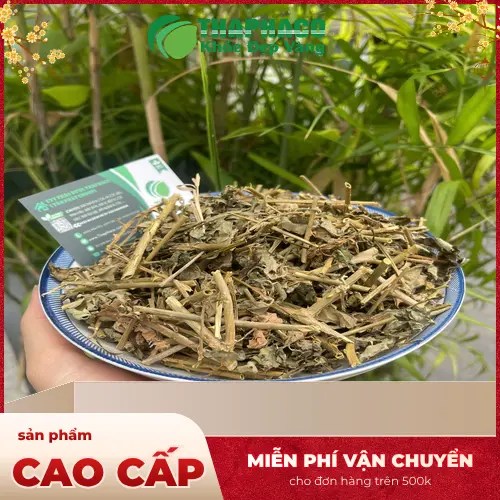 Địa chỉ mua Cà Gai Leo sấy khô THAPHACO uy tín