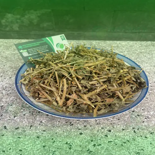 Cách sử dụng Cà Gai Leo khô an toàn và hiệu quả