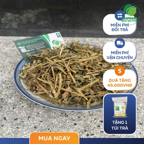 Tận hưởng Cà Gai Leo sấy khô THAPHACO mỗi ngày