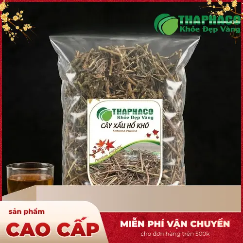 Cây xấu hổ (Mimosa Pudica) thân thảo với lá khép lại khi chạm vào