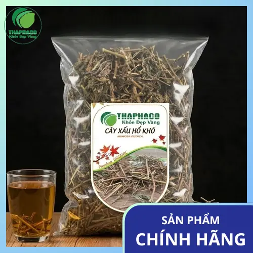 Hình ảnh cây xấu hổ toàn thân, lá cụp lại khi chạm vào