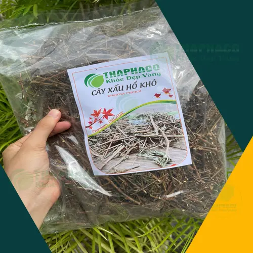 Rễ và thân cây xấu hổ đã được sơ chế khô