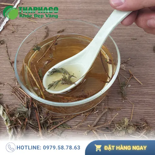 Lá cây xấu hổ tươi xanh