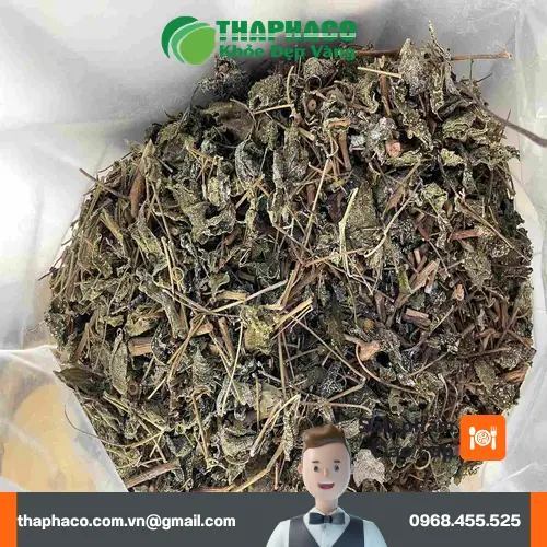 Kiểm tra chè dây bằng mắt thường và khứu giác để phân biệt mốc
