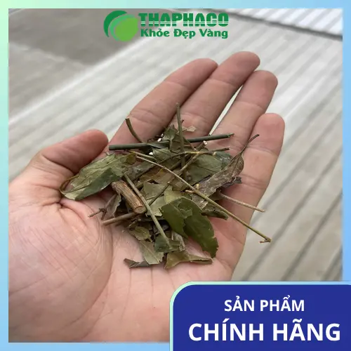 Phụ nữ sau sinh uống chè vằng khô giúp hỗ trợ lợi sữa