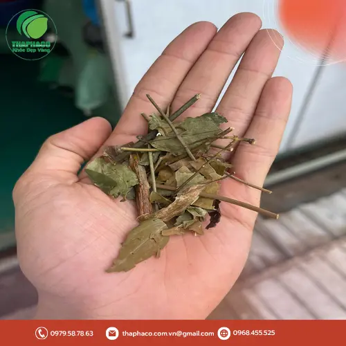 Quy cách đóng gói chè vằng khô tiện lợi