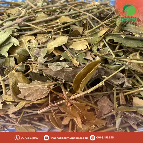 Lưu ý khi sử dụng chè vằng khô cho phụ nữ mang thai và người có bệnh nền