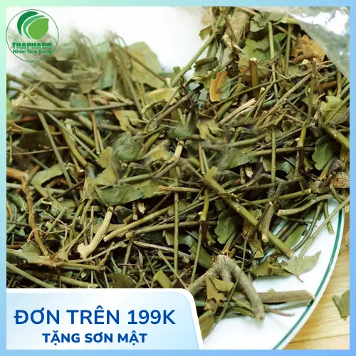 Quy trình sản xuất chè vằng khô tại THAPHACO