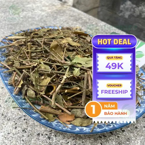 Mua chè vằng khô chất lượng tại THAPHACO