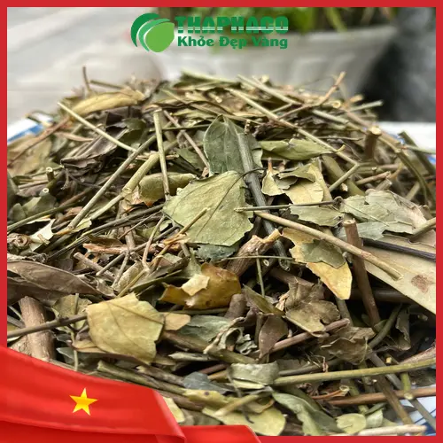 Liên hệ THAPHACO để mua sỉ chè vằng khô giá tốt