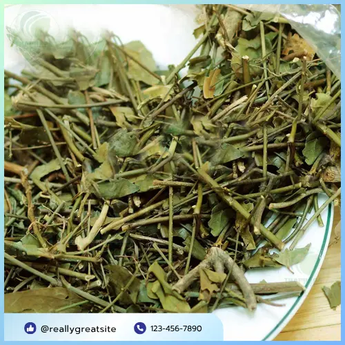 Đặt mua chè vằng sấy khô chất lượng tại THAPHACO