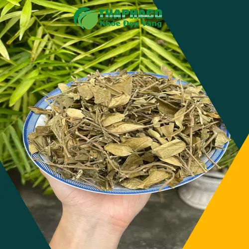 THAPHACO địa chỉ cung cấp Dây Thìa Canh uy tín tại TP.HCM