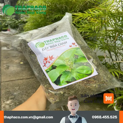 Phụ nữ cho con bú cần thận trọng khi dùng Dây Thìa Canh