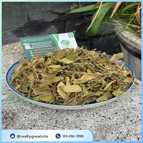 Dây Thìa Canh và câu hỏi thường gặp