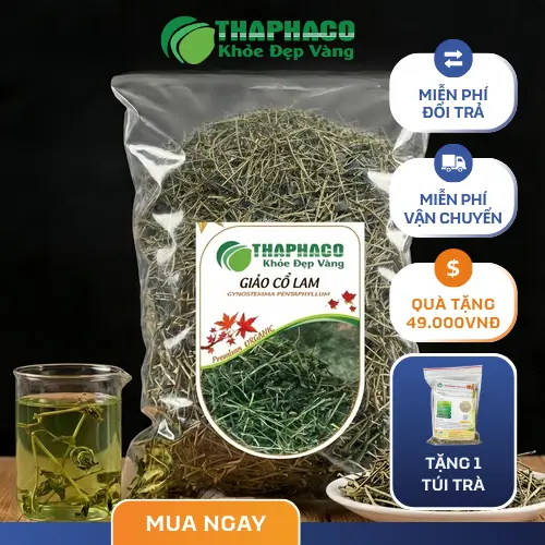 Giảo cổ lam khô THAPHACO chất lượng cao