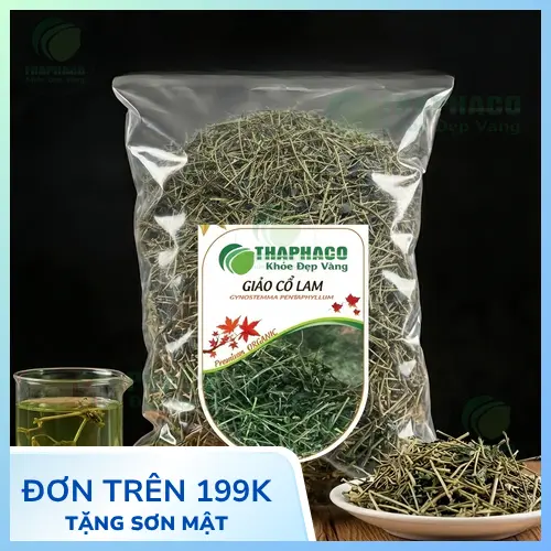 Hình ảnh cây Giảo Cổ Lam đang sinh trưởng