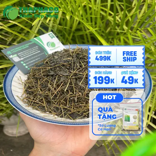Công dụng hỗ trợ của giảo cổ lam