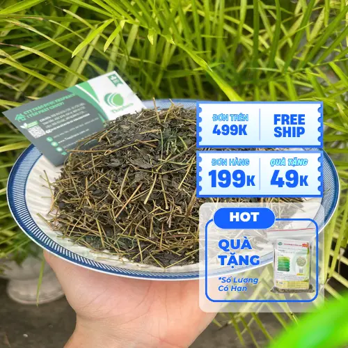 Các dạng Giảo Cổ Lam phổ biến trên thị trường