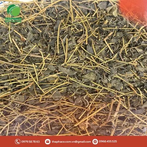Uống giảo cổ lam đúng cách