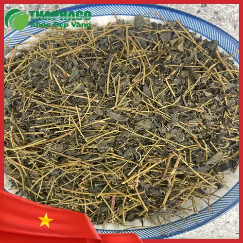Lưu ý khi dùng giảo cổ lam
