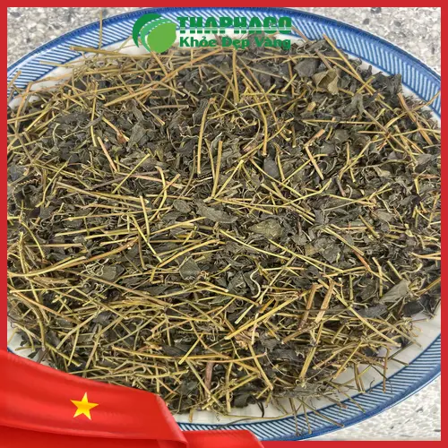 Địa chỉ mua giảo cổ lam khô THAPHACO tại TP.HCM