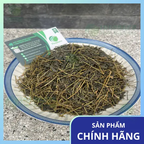 Mua giảo cổ lam chất lượng