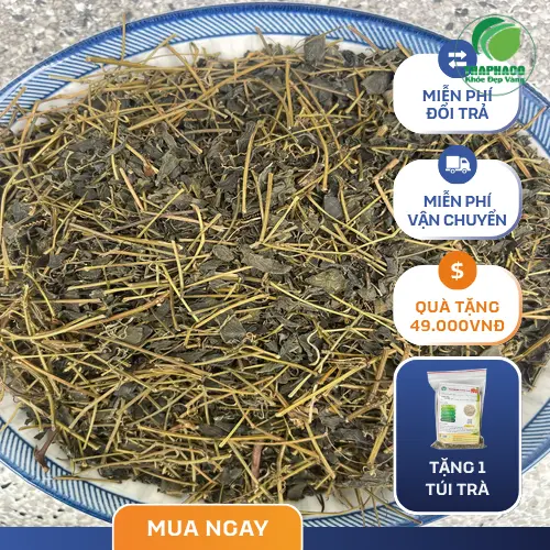 Đối tượng nên dùng Giảo Cổ Lam