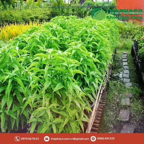Chuẩn bị lá hoàn ngọc khô để pha trà