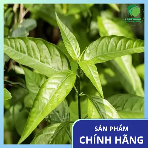 Cây Hoàn Ngọc Đỏ với sắc lá và thân đỏ tía đặc trưng