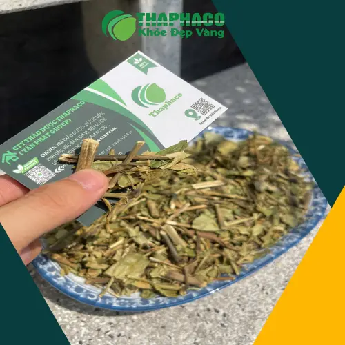 Bảo quản lá hoàn ngọc khô đúng cách