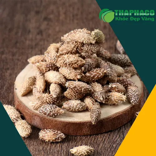 Ké Đầu Ngựa hỗ trợ viêm mũi xoang