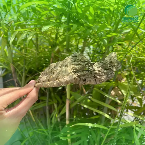 Lá Khôi Tía khô hỗ trợ tiêu hóa
