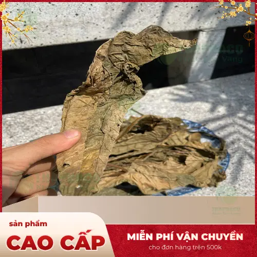 Tác dụng của Lá Khôi Tía Khô