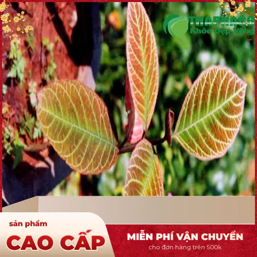 Lá Khôi Tía khô chất lượng cao tại THAPHACO