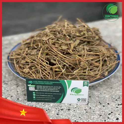 Sài Đất khô được sơ chế sạch sẽ tại THAPHACO